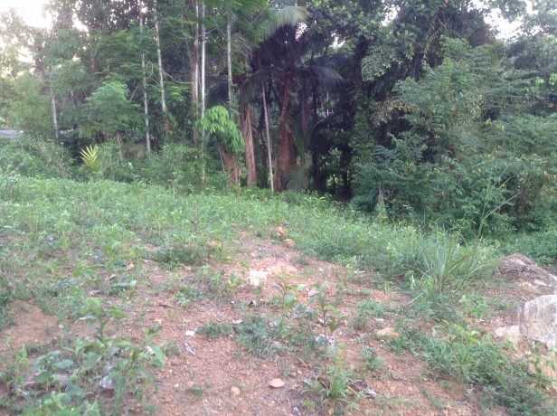 Land for sale in  Horana