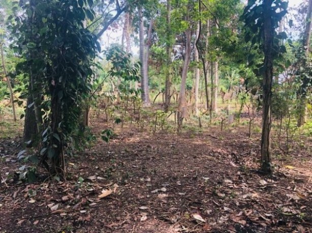 Land for sale in Thissamaharama